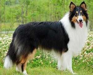 苏格兰牧羊犬市场价格？