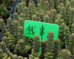 钱串子叶子发黄是怎么回事