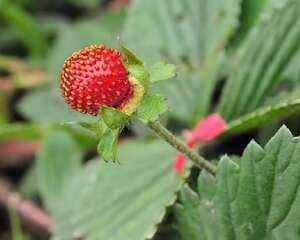 莓叶委陵菜图片