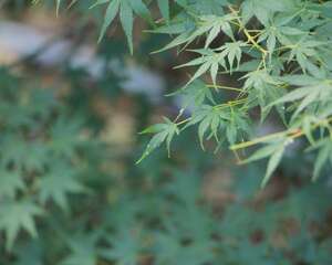 红枫叶子枯萎怎么办