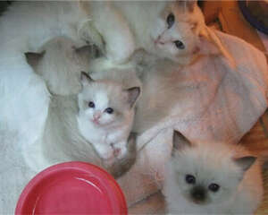 教你看猫咪的生化化验报告之肾功能检查