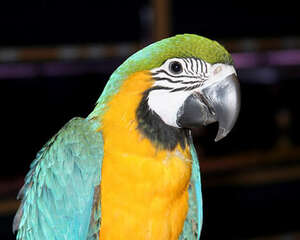 冬季鹦鹉饲养注意事项