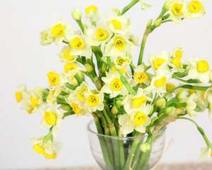 水仙花怎么栽培