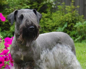 狗狗呕吐要谨防传染病