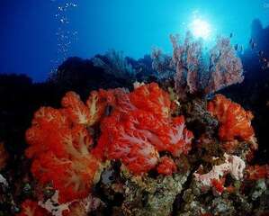 珊瑚岩礁生态造景缸介绍