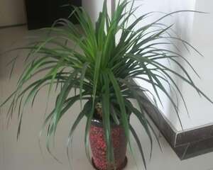 龙血树图片|龙血树的养殖方法|龙血树怎么养|龙血树的作用