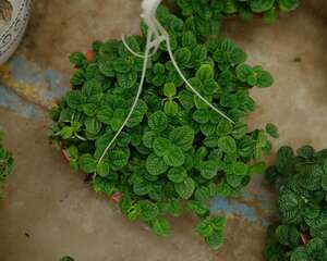 吸毒草叶子发黑怎么办