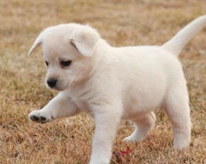 狗狗皮肤的状态能说明什么问题