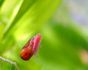 苹果螺的饲养要点