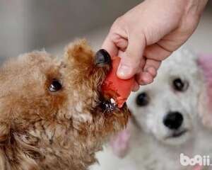 训练狗狗养成良好饮食习惯的方法有哪些？