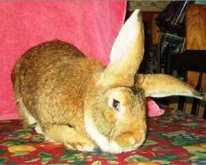 什么兔子长不大？