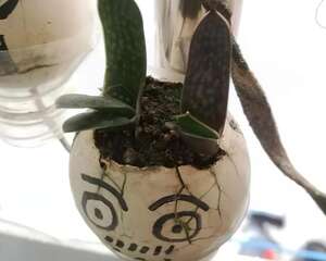 100块一颗的核桃，敲个缝种花，这事儿只有她敢！