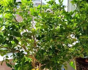 5月要修剪的花，剪完长的快，开花又一茬！​