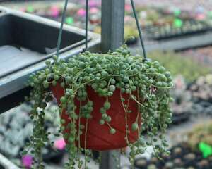 珍珠吊兰枯萎怎么处理