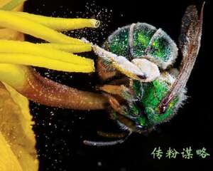 植物三十六计之：传粉谋略