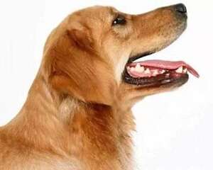 狗狗乱叫怎么办?狗狗乱叫怎么纠正