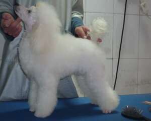 解析白贵宾和比熊的区别