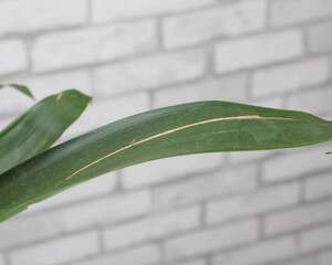 鸿运当头怎么养