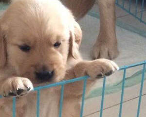 为什么幼犬喂食不宜太饱