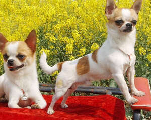 如何不让狗狗吃醋