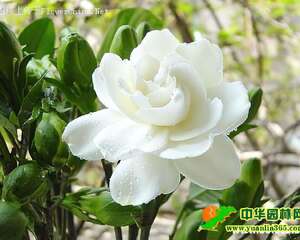 茉莉花夏秋养护方法与技巧