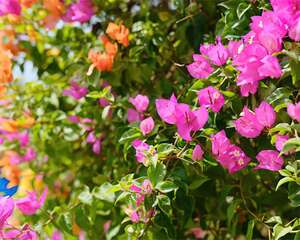 这花养小盆里，2年轻松变老桩，少浇水开花更多！