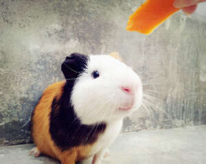 荷兰猪结扎的优缺点分析