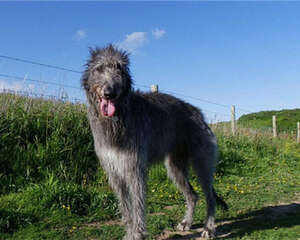 苏格兰猎鹿犬的性格特点