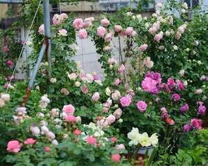 没有院子的人，在房顶养花，日子美如画！