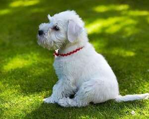 作为新手铲屎官,你知道小狗拉稀怎么治疗吗?