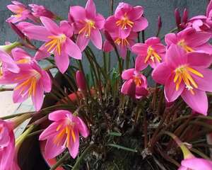 家里有这花，赶紧掐叶子、剃平头，剪完立马冒花苞！