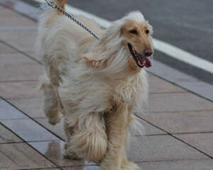 阿富汗猎犬（Afghan Hound）品种介绍