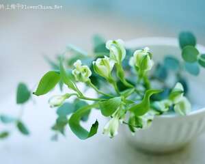 温水浇花的好处有哪些呢？