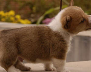 狗狗益生菌的作用及使用注意