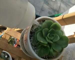 养多肉就怕乱浇水，浇的越多，死得越快！