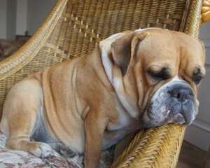 怎么帮狗狗减肥？狗狗减肥计划