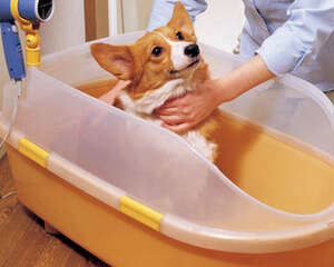 帮狗狗吹毛的方法