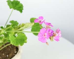 天竺葵适合屋顶花园养么，适合放室内吗?