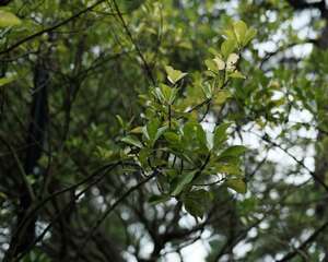 北美冬青的花语和寓意，适合送给什么人