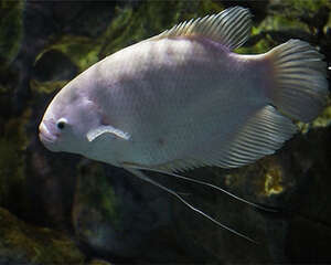 观赏鱼水蛭病的治疗建议