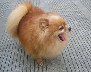 如何挑选狗狗玩具