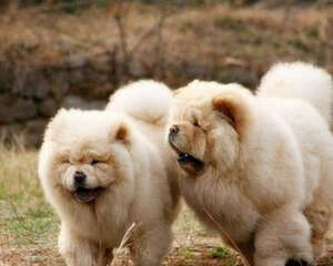 倒睫毛不治疗会不会致死