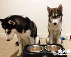 狗狗在不同季节的饲养方法?不同季节喂食狗狗需要注意的地方