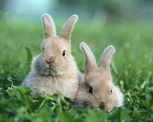 迅速检查兔兔健康有妙招
