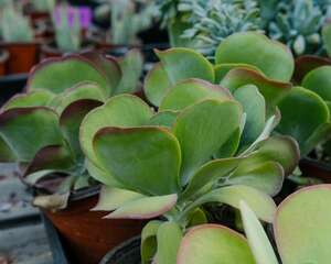 唐印烂根怎么办