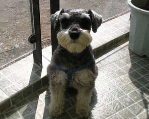 判断狗粮好坏的几个误区