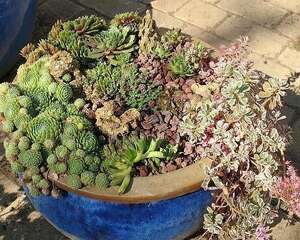 十五条多肉植物养护金玉良言，从此不再做植物杀手