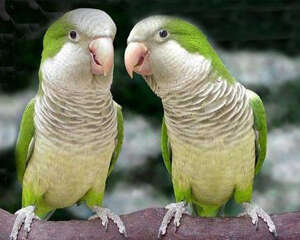 和尚鹦鹉的形态特征