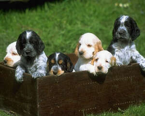 什么是狗狗的等级意识