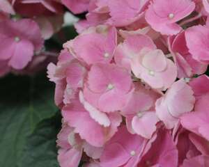 绣球花对孕妇有害吗